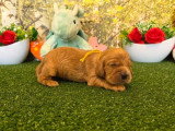 5 chiots Cocker Spaniel Anglais LOF nés en mai 2026 à réserver