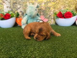 5 chiots Cocker Spaniel Anglais LOF nés en mai 2026 à réserver