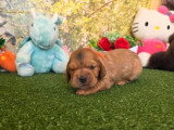 5 chiots Cocker Spaniel Anglais LOF nés en mai 2026 à réserver