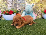 5 chiots Cocker Spaniel Anglais LOF nés en mai 2026 à réserver