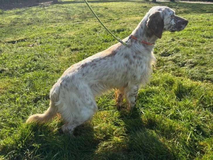 6 chiots Setter Anglais liver à réserver LOF de mai 2026
