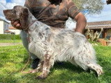 6 chiots Setter Anglais liver à réserver LOF de mai 2026