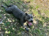 Chien Staffordshire Bull Terrier de 2023 LOF à vendre