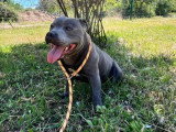 Chien Staffordshire Bull Terrier de 2023 LOF à vendre