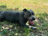 Chien Staffordshire Bull Terrier de 2023 LOF à vendre