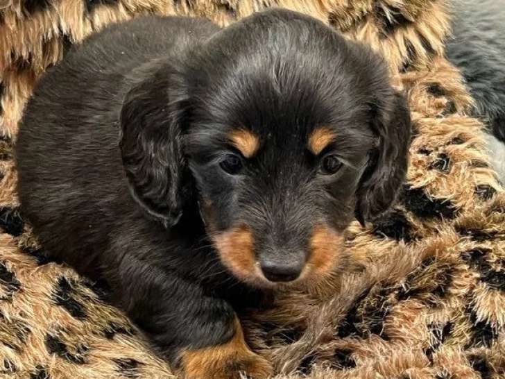 Chiot femelle Teckel nain poil long noir et feu LOF d'avril 2026 à vendre