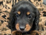 Chiot femelle Teckel nain poil long noir et feu LOF d'avril 2026 à vendre