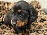 Chiot femelle Teckel nain poil long noir et feu LOF d'avril 2026 à vendre