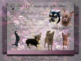 Chiots Chihuahua à vendre