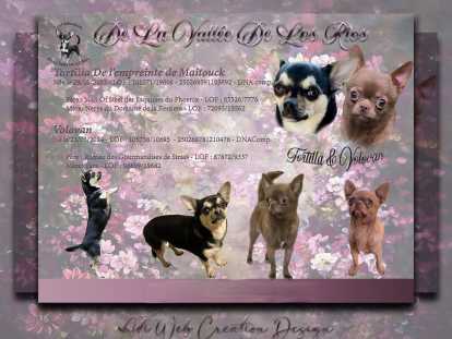 Chiots Chihuahua à vendre