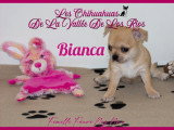 Chiots Chihuahua à vendre