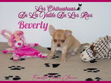 Chiots Chihuahua à vendre