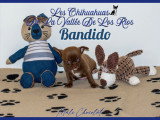 Chiots Chihuahua à vendre