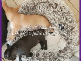Chiots Chihuahua à vendre