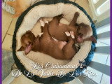 Chiots Chihuahua à vendre