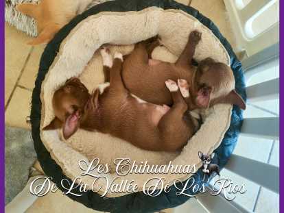 Chiots Chihuahua à vendre