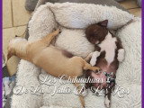 Chiots Chihuahua à vendre