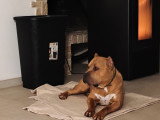Chien American Bully XL à vendre
