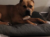 Chien American Bully XL à vendre