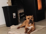 Chien American Bully XL à vendre