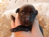 Chiot femelle Cocker Anglais chocolat à réserver non LOF