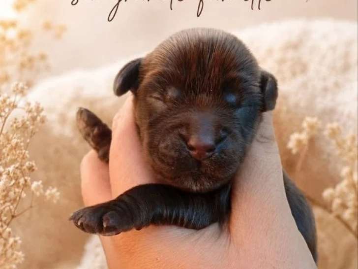 Chiot femelle Cocker Anglais chocolat à réserver non LOF