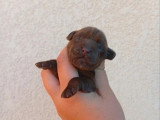 Chiot femelle Cocker Anglais chocolat à réserver non LOF
