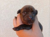Chiot femelle Cocker Anglais chocolat à réserver non LOF