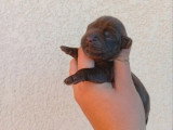 Chiot femelle Cocker Anglais chocolat à réserver non LOF