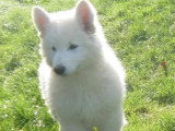 Chiot femelle Berger Blanc Suisse à poil long LOF à vendre
