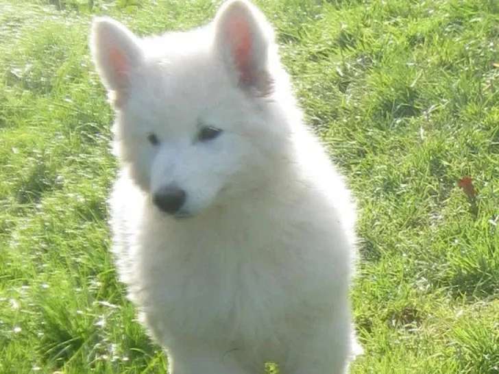 Chiot femelle Berger Blanc Suisse à poil long LOF à vendre