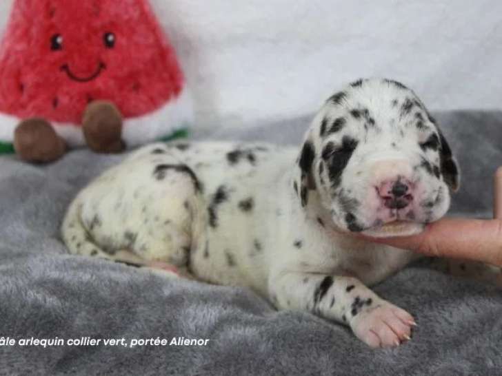 Portée de 8 chiots Dogue Allemand LOF d'avril 2026 disponible