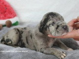 Portée de 8 chiots Dogue Allemand LOF d'avril 2026 disponible