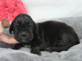 Portée de 8 chiots Dogue Allemand LOF d'avril 2026 disponible