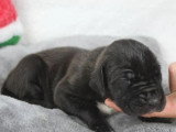 Portée de 8 chiots Dogue Allemand LOF d'avril 2026 disponible