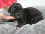 Portée de 8 chiots Dogue Allemand LOF d'avril 2026 disponible
