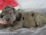 Portée de 8 chiots Dogue Allemand LOF d'avril 2026 disponible