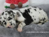 Portée de 8 chiots Dogue Allemand LOF d'avril 2026 disponible