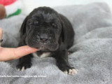 Portée de 8 chiots Dogue Allemand LOF d'avril 2026 disponible