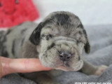 Portée de 8 chiots Dogue Allemand LOF d'avril 2026 disponible