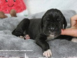 Portée de 8 chiots Dogue Allemand LOF d'avril 2026 disponible