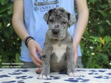 Portée de 8 chiots Dogue Allemand LOF d'avril 2026 disponible