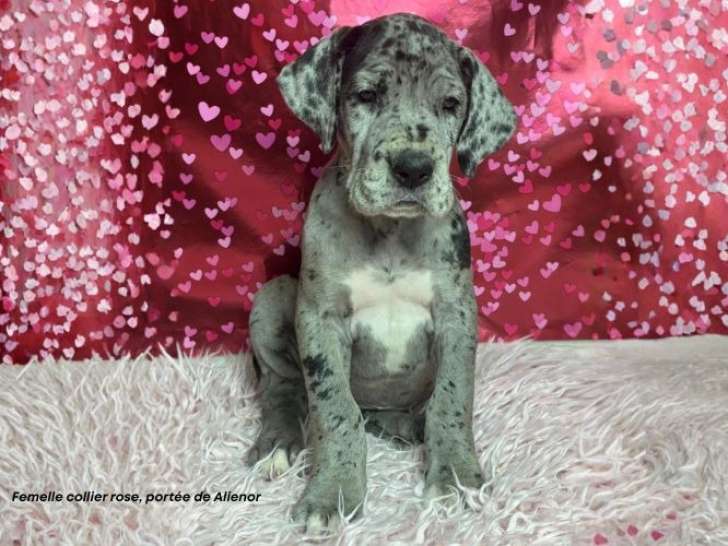 Portée de 8 chiots Dogue Allemand LOF d'avril 2026 disponibles