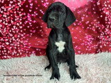 Portée de 8 chiots Dogue Allemand LOF d'avril 2026 disponibles