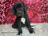 Portée de 8 chiots Dogue Allemand LOF d'avril 2026 disponibles