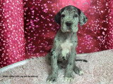 Portée de 8 chiots Dogue Allemand LOF d'avril 2026 disponibles