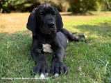 2 chiots Dogue Allemand LOF d'avril 2026 disponibles