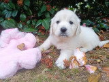 8 chiots Golden Retriever LOF d'avril 2026 à réserver