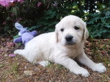 8 chiots Golden Retriever LOF d'avril 2026 à réserver