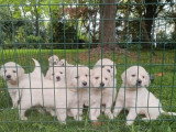 8 chiots Golden Retriever LOF d'avril 2026 à réserver